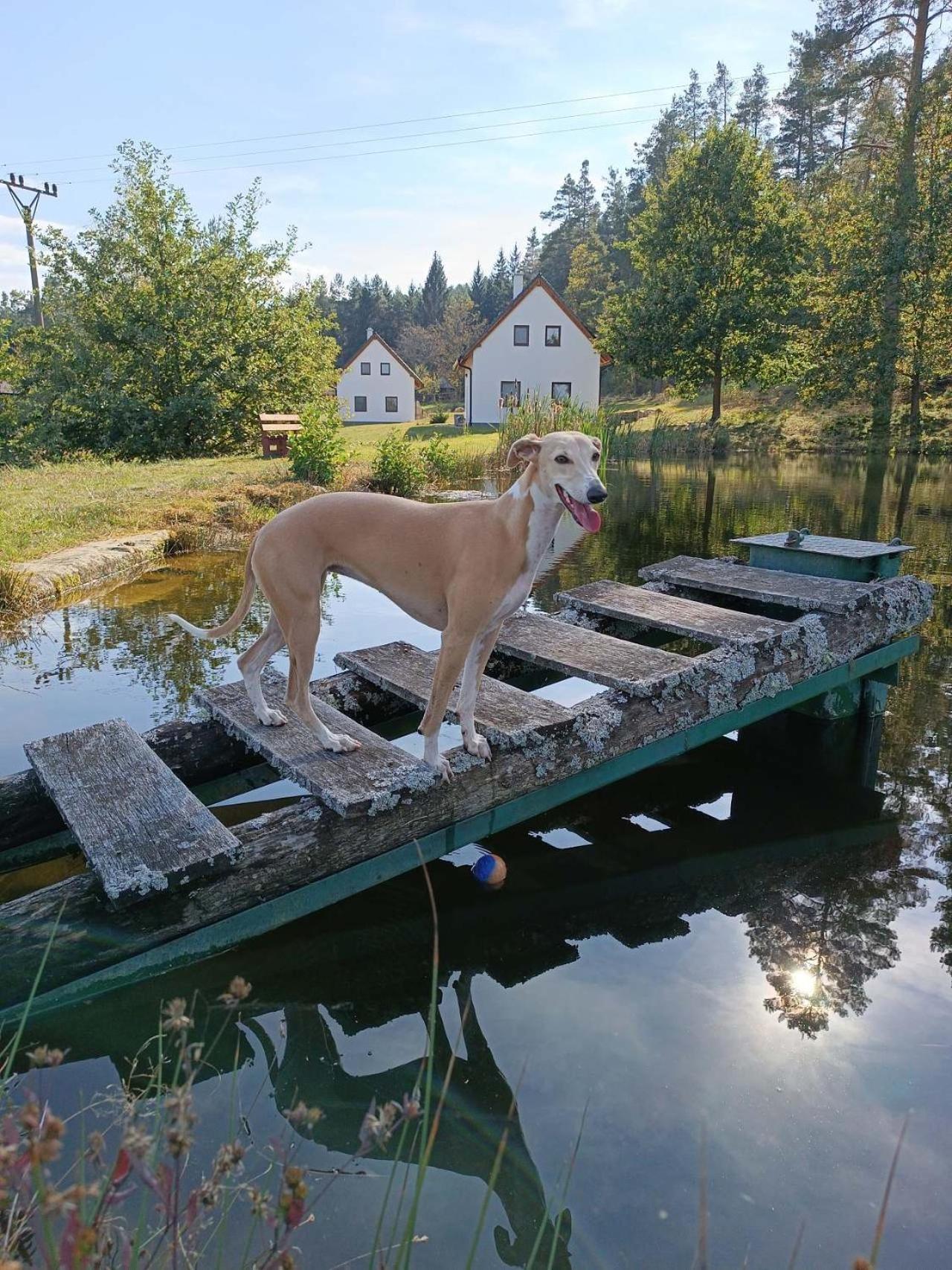 Klidna Lokalita Na Kraji Lesa, Cely Dum S Uschovnu Kol Nova Bystrice Exterior foto