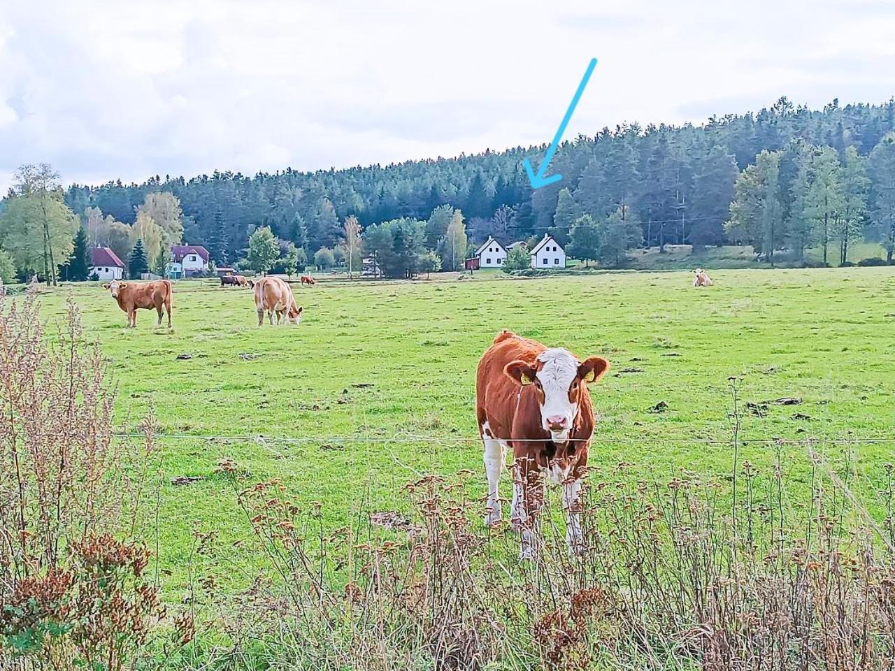 Klidna Lokalita Na Kraji Lesa, Cely Dum S Uschovnu Kol Nova Bystrice Exterior foto